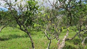 uploads/images/disease/Citrus tristeza virus.jpg